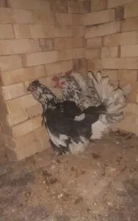 مرغ