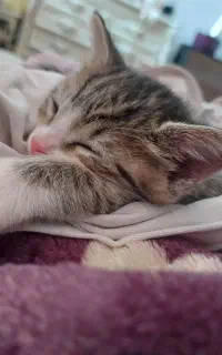 گربه