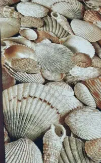 گلیم ۴ متری صدفی