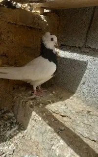 طوقی کبوتر