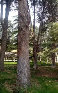 خدمات خرید و برش چوب باغی