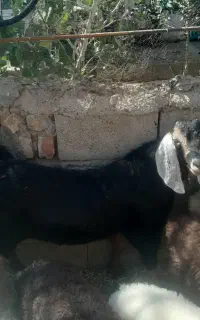 نربز