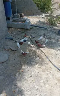 معاوضه
