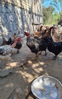مرغ و خروس و اردک