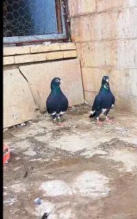 کفتر جفت پلنگ