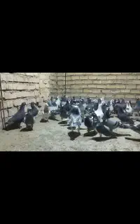 دس کفتری پلاکی زدخوردی