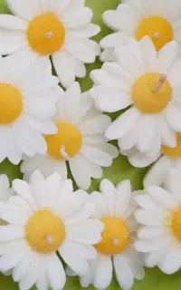 شمع گل بابونه ، وارمر