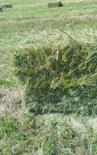 یونجه‌پرس‌چین‌اول روستای خانتختی