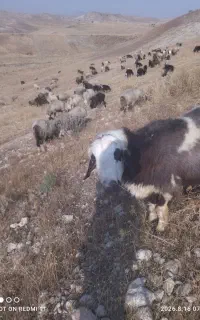 قوچ ترکی و افغانی