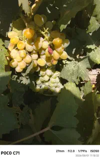 انگور شرابی