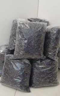 گل گاو زبون