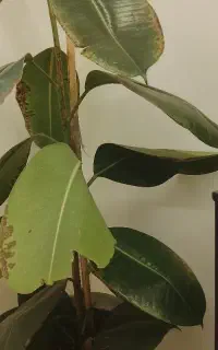 به تعدادی کارگر باغ و باغچه با حقوق خوب نیازمندیم