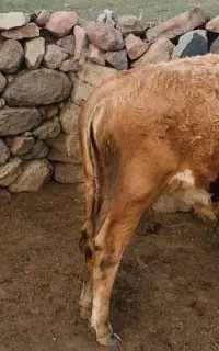 گوساله نر