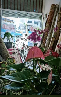 منشی در دفتر قالیشویی