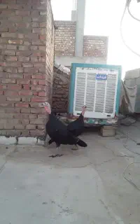 بوقلمون ماده ۲ساله از بهترین جنس تخم گذار