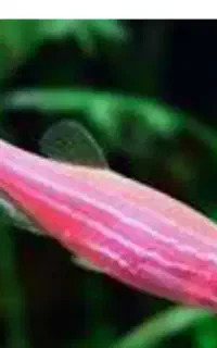 فروش ماهی زبرا به قیمت عمده فقط۱۰