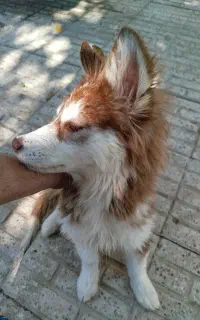 سگ هاسکی