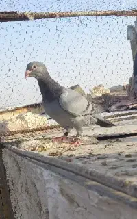 کبوتر گمشده