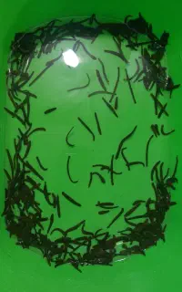 زالوی 5و6 سانت