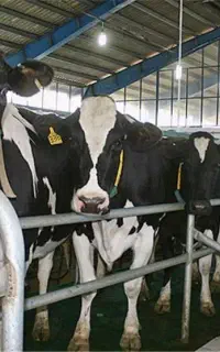 نیروی گاوداری