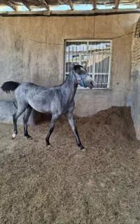 کره‌ اسب مادیان