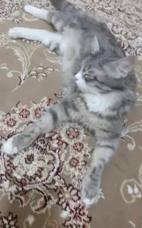 واگذاری گربه ماده +همراه با بچه هاش