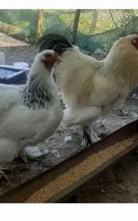مرغ و خروس برهما امپراطور