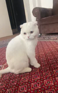 گربه اسکاتیش