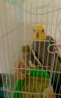 عروس هلندی نروماده اماده