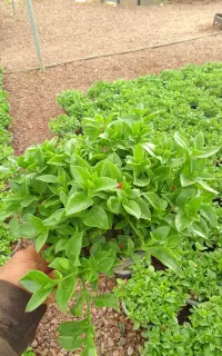ناز کاسه خوشگل هوا خورده