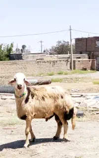قوچ پلنگی