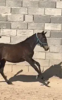 کره‌مادیان‌نوه‌کامران‌وسهراب