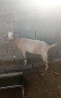 کولار سانن