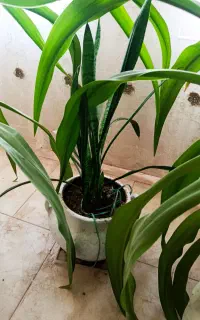 گل های زیبا