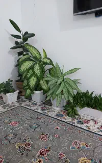 گل زیبا فروشی