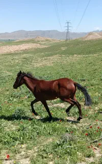 مادیان کورسی درجه یک