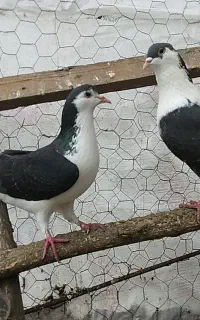 ۱ جفت ساده ، به شرط تخم و جوجه ، بی غلط