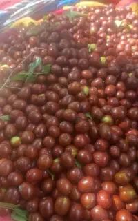 اجاره باغات گردو خرید و فروش گردو  گردو تکونی