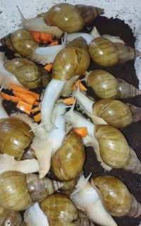 آچاتینا مولد