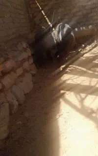 دوتا بره ماده افشار