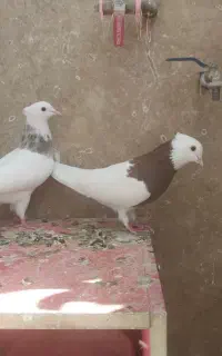کبوتر طوقی و پلاکی