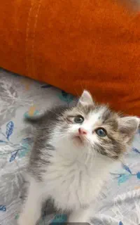 واگذاری گربه اصفهان