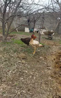 مرغ لاری افغان