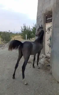 کره نریان  کرد۹ماهه سرو دمگیر