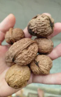 گردو