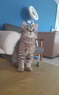 گربه نراسکاتیش بریتیش میشی