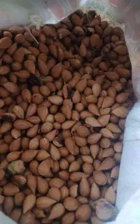 بادام کوهی