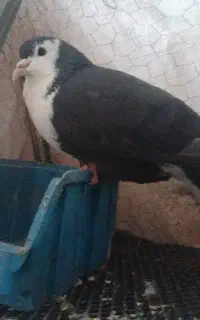 کبوتر سالم