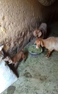 بزجوان و بزغاله
