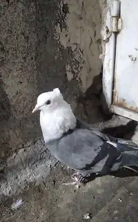 کلاغ سبزنر